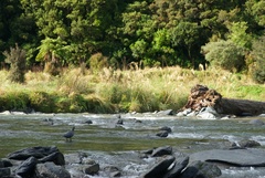 Hymenolaimus malacorhynchos