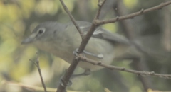 Vireo cassinii