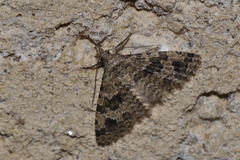 Alucita hexadactyla