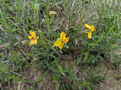 Senna pumilio