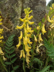 Corydalis cheilanthifolia