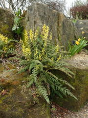 Corydalis cheilanthifolia