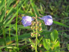 Scutellaria integrifolia