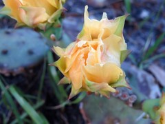 Opuntia austrina