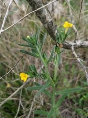 Lithospermum mirabile