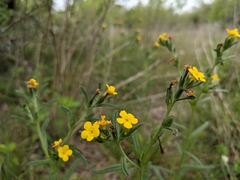 Lithospermum mirabile