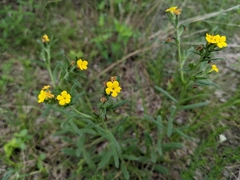 Lithospermum mirabile