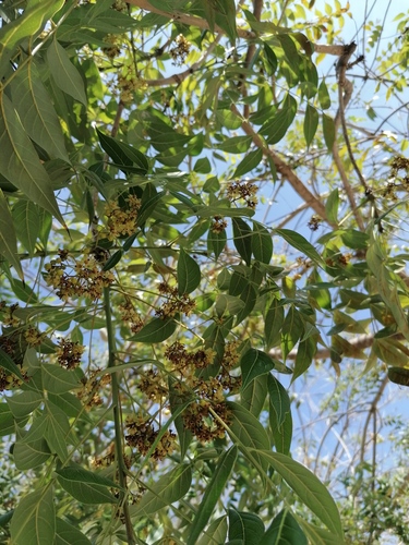 Pacific Coast mahogany (Swietenia humilis)