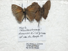 Electrostrymon denarius