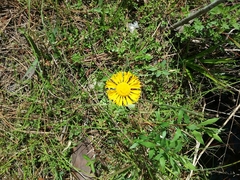 Helenium pinnatifidum