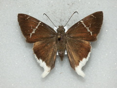 Murgaria doryssus doryssus