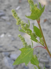 Chenopodium acerifolium