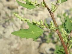 Chenopodium acerifolium