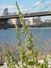 Chenopodium acerifolium