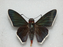 Elbella scylla