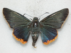 Chalypyge chalybea chloris