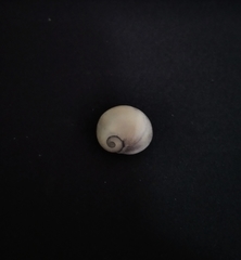 Nerita funiculata