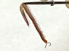 Strigamia chionophila