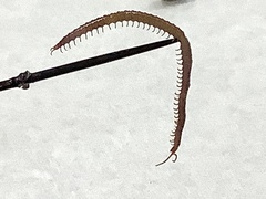 Strigamia chionophila