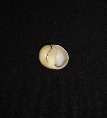 Nerita funiculata