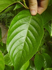 Camptotheca acuminata