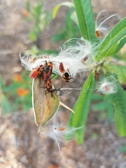 Asclepias curassavica image