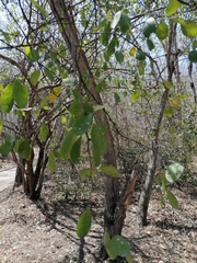 Achatocarpus nigricans