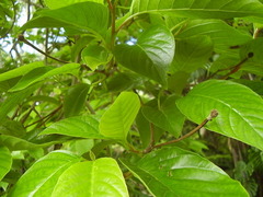 Camptotheca acuminata