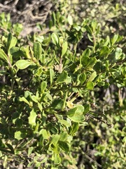 Baccharis pilularis pilularis