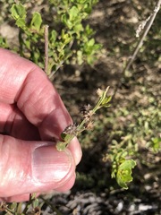 Baccharis pilularis pilularis