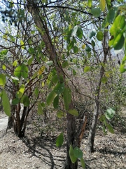 Achatocarpus nigricans