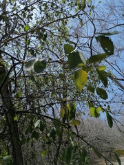 Achatocarpus nigricans