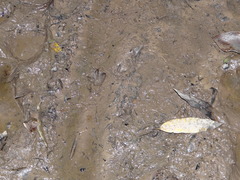 Dasyprocta variegata