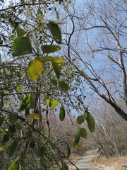 Achatocarpus nigricans