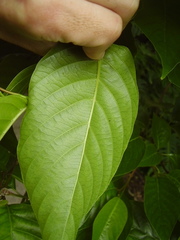 Camptotheca acuminata