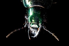 Megadromus antarcticus