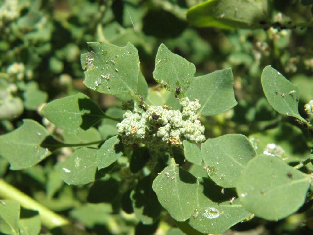 Chenopodium opulifolium