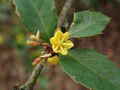 Berberis cavaleriei