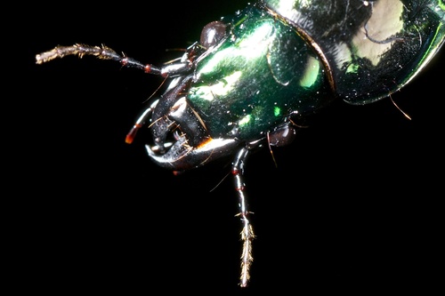 Alexander Beetle photo 6