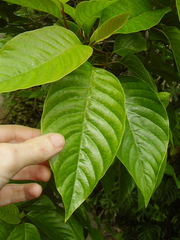 Camptotheca acuminata