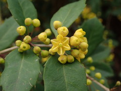Berberis cavaleriei