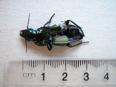 Megadromus antarcticus