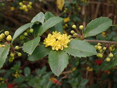Berberis cavaleriei