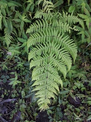 Macrothelypteris