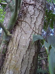 Camptotheca acuminata