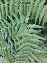 Macrothelypteris