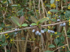 Berberis cavaleriei