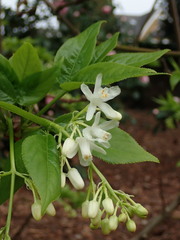 Staphylea holocarpa rosea