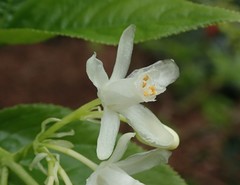 Staphylea holocarpa rosea