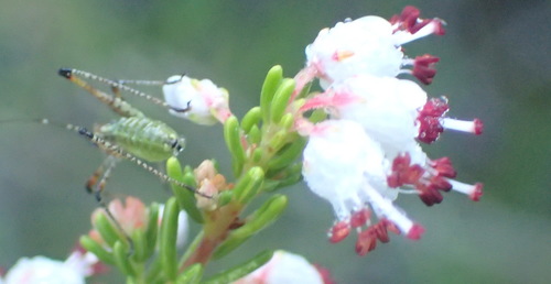 Image of Erica demissa by (c) Nicola van Berkel, some rights reserved (CC BY-SA)